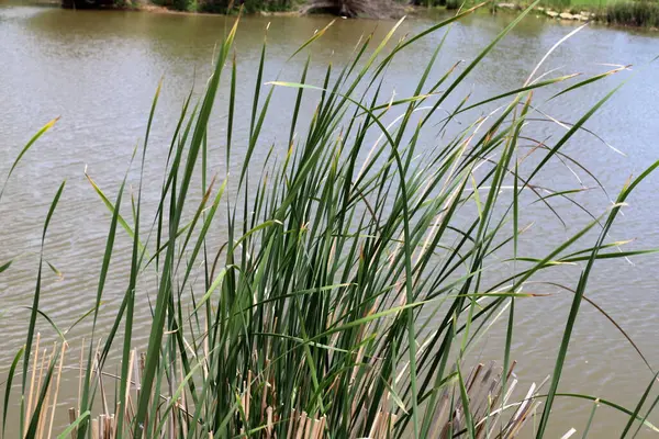 Yarkon Nehri Tel Aviv 'in ortasından akar..