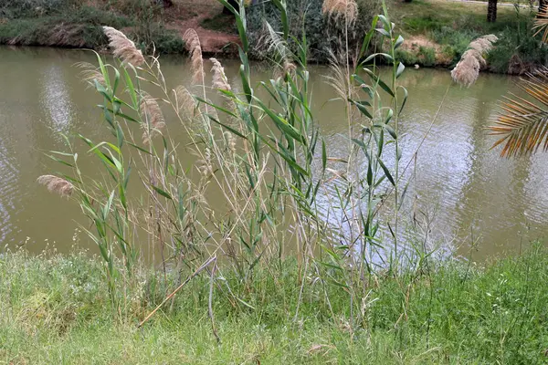 Yarkon Nehri Tel Aviv 'in ortasından akar..