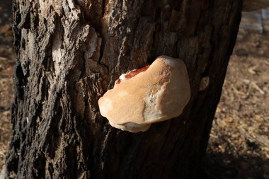 Huş ağacı mantarına chaga denir ve bir ağacın gövdesinde yetişir..