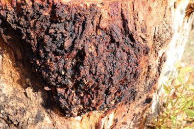 Huş ağacı mantarına chaga denir ve bir ağacın gövdesinde yetişir..