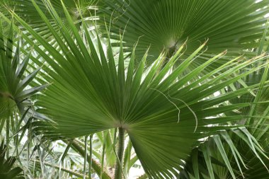 İsrail, Tel Aviv 'deki bir şehir parkında bir palmiye ağacı yetişiyor.