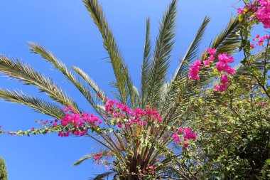 İsrail, Tel Aviv 'deki bir şehir parkında bir palmiye ağacı yetişiyor.