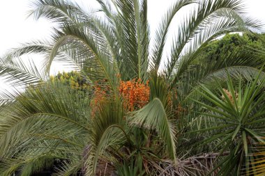 İsrail, Tel Aviv 'deki bir şehir parkında bir palmiye ağacı yetişiyor.