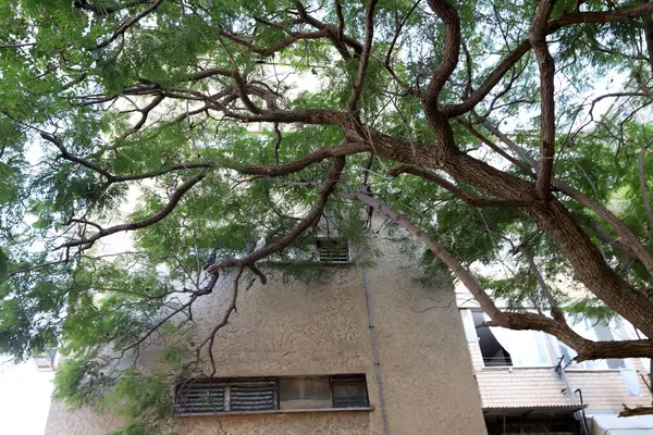 Tel Aviv 'deki binalar ve yapılar yüksek ağaçların arka planına karşı..