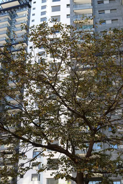 Tel Aviv 'deki binalar ve yapılar yüksek ağaçların arka planına karşı..