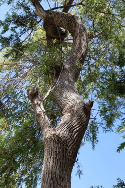 Şehir parkındaki uzun bir ağacın gövdesi..