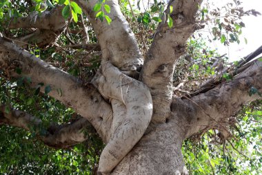 Şehir parkındaki uzun bir ağacın gövdesi..