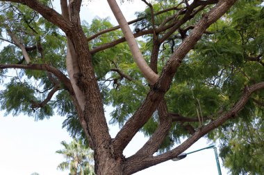 Şehir parkındaki uzun bir ağacın gövdesi..