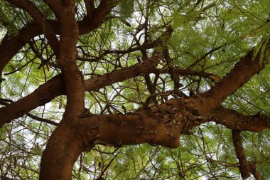 Şehir parkındaki uzun bir ağacın gövdesi..