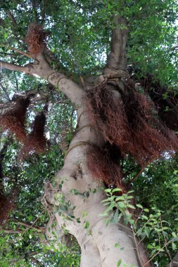 Şehir parkındaki uzun bir ağacın gövdesi..