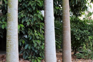 Şehir parkındaki uzun bir ağacın gövdesi..