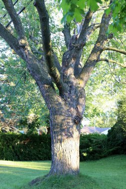 Şehir parkındaki uzun bir ağacın gövdesi..
