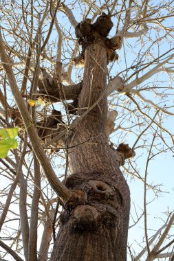 Şehir parkındaki uzun bir ağacın gövdesi..