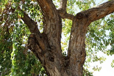 Şehir parkındaki uzun bir ağacın gövdesi..