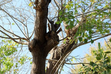 Şehir parkındaki uzun bir ağacın gövdesi..
