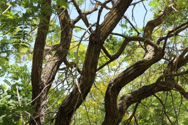 Şehir parkındaki uzun bir ağacın gövdesi..