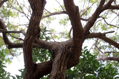 Şehir parkındaki uzun bir ağacın gövdesi..