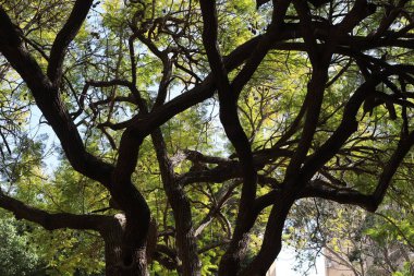 Şehir parkındaki uzun bir ağacın gövdesi..