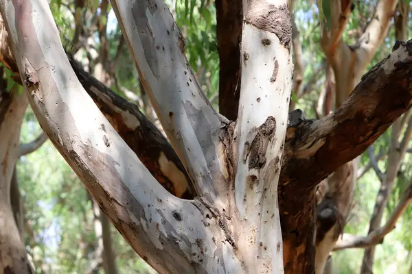 Şehir parkındaki uzun bir ağacın gövdesi..