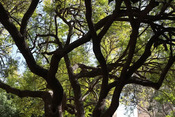 Şehir parkındaki uzun bir ağacın gövdesi..