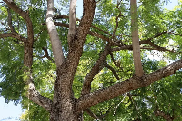 Şehir parkındaki uzun bir ağacın gövdesi..