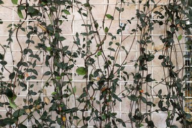 Şehir parkında taş ve beton duvar