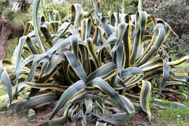 Şehir parkında büyük ve dikenli bir kaktüs..
