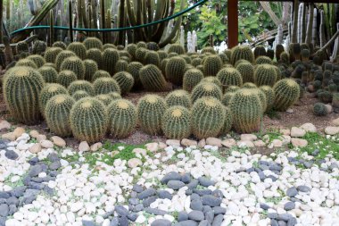Şehir parkında büyük ve dikenli bir kaktüs..