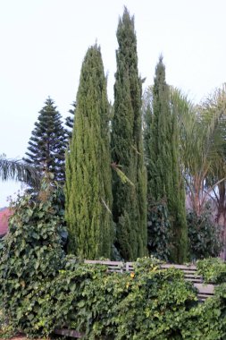 Şehir parkında uzun ve ince selviler..