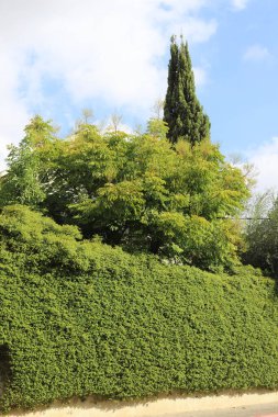 Şehir parkında uzun ve ince selviler..