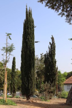 Şehir parkında uzun ve ince selviler..