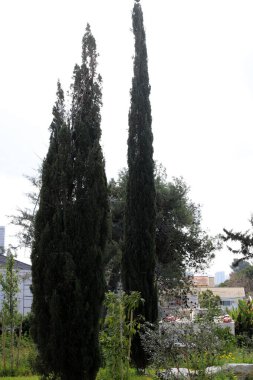 Şehir parkında uzun ve ince selviler..