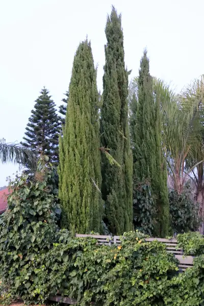 Şehir parkında uzun ve ince selviler..