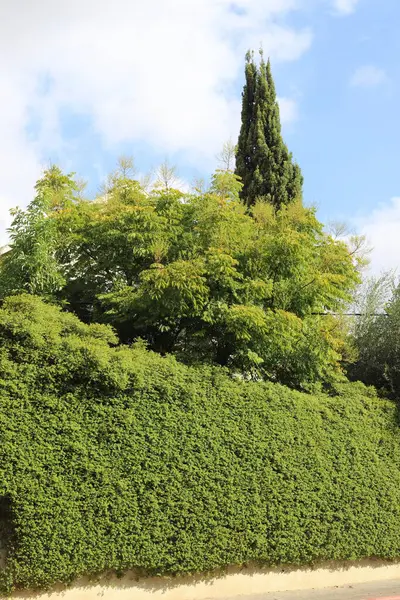 Şehir parkında uzun ve ince selviler..