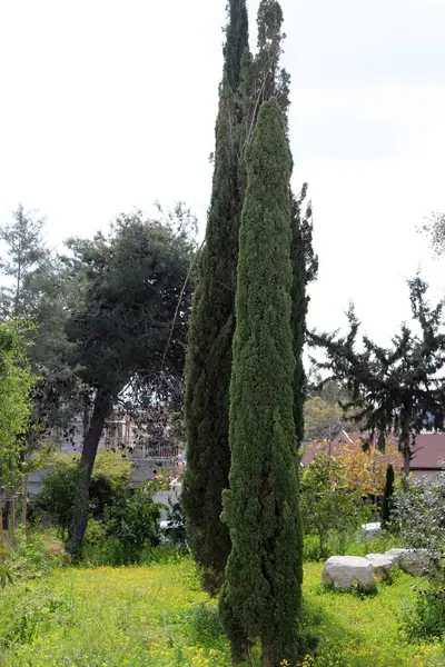 Şehir parkında uzun ve ince selviler..