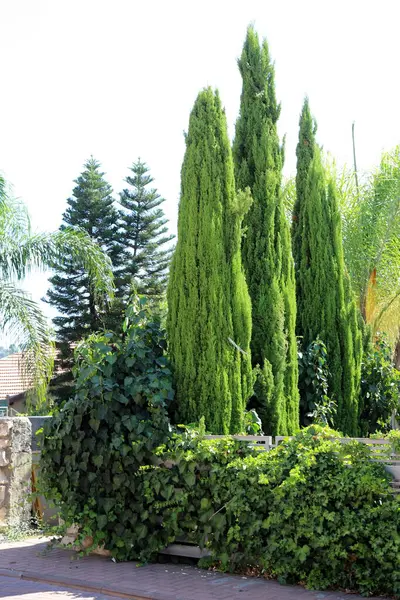 Şehir parkında uzun ve ince selviler..