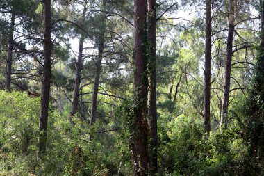 Kuzey İsrail 'deki Golan Tepeleri' nde yoğun bir orman..