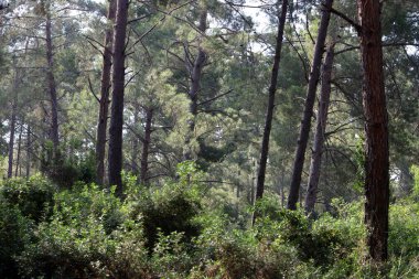 Kuzey İsrail 'deki Golan Tepeleri' nde yoğun bir orman..