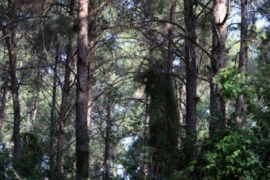 Kuzey İsrail 'deki Golan Tepeleri' nde yoğun bir orman..
