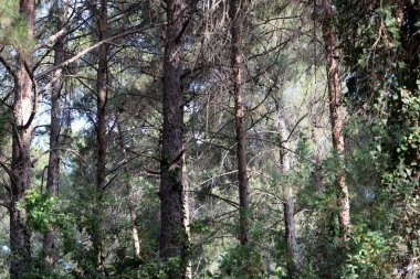 Kuzey İsrail 'deki Golan Tepeleri' nde yoğun bir orman..