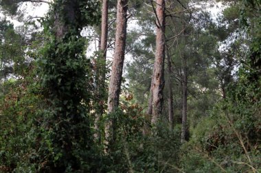 Kuzey İsrail 'deki Golan Tepeleri' nde yoğun bir orman..