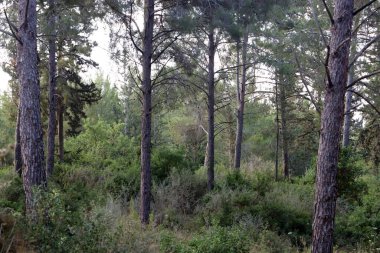 Kuzey İsrail 'deki Golan Tepeleri' nde yoğun bir orman..