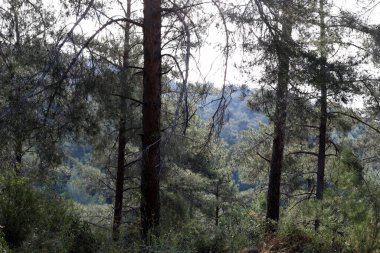 Kuzey İsrail 'deki Golan Tepeleri' nde yoğun bir orman..