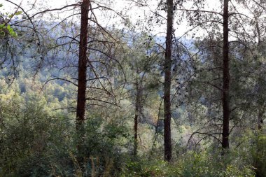 Kuzey İsrail 'deki Golan Tepeleri' nde yoğun bir orman..