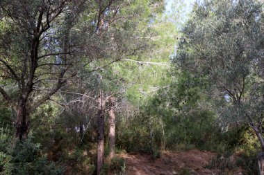 Kuzey İsrail 'deki Golan Tepeleri' nde yoğun bir orman..