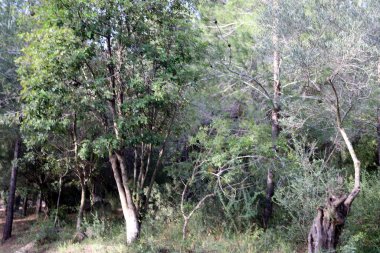 Kuzey İsrail 'deki Golan Tepeleri' nde yoğun bir orman..