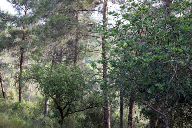 Kuzey İsrail 'deki Golan Tepeleri' nde yoğun bir orman..