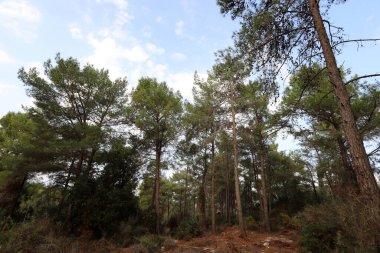 Kuzey İsrail 'deki Golan Tepeleri' nde yoğun bir orman..
