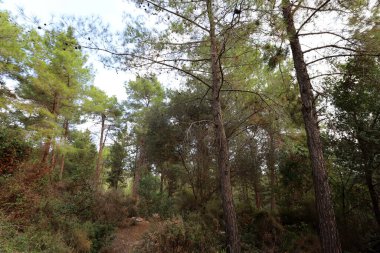 Kuzey İsrail 'deki Golan Tepeleri' nde yoğun bir orman..