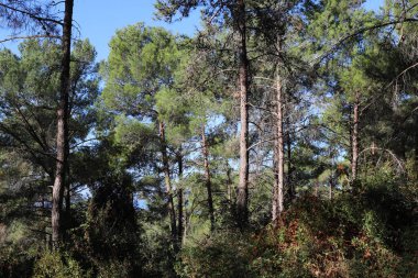 Kuzey İsrail 'deki Golan Tepeleri' nde yoğun bir orman..